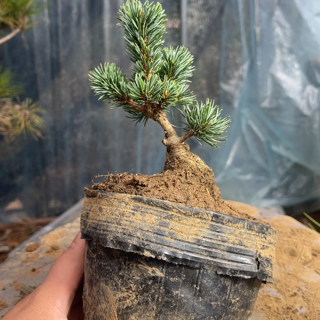 用***2完全开放一个包邮98