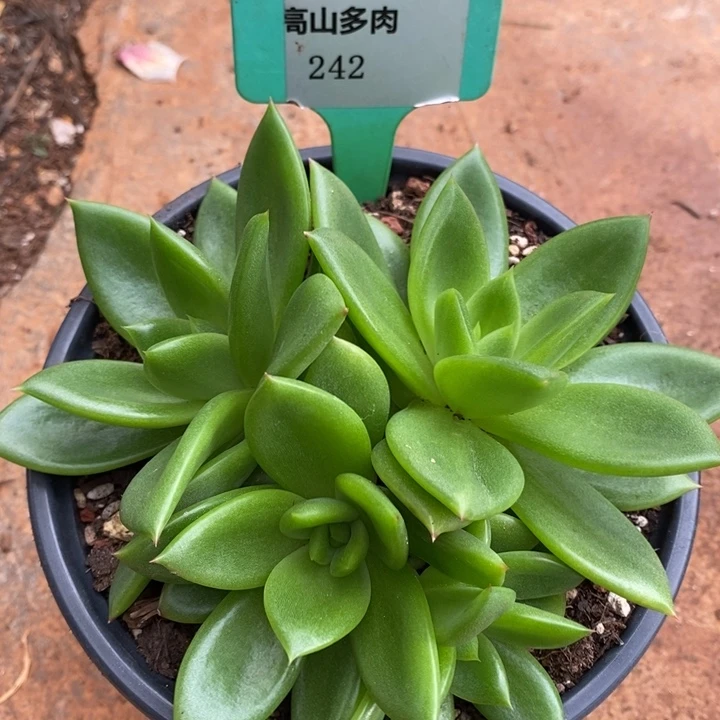 a***aD242- 直播福利 翠花多头