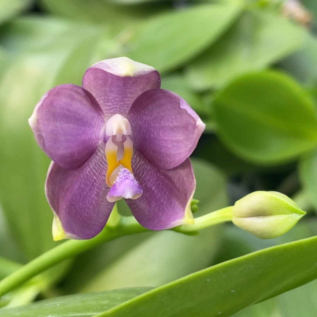 当前无花栽培后可以开花