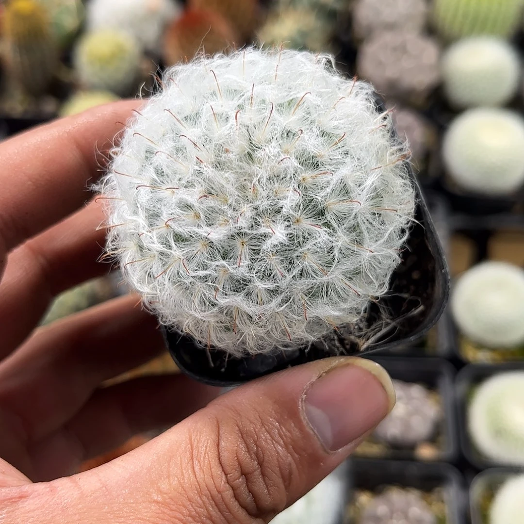 白云高沙单头发货单头发