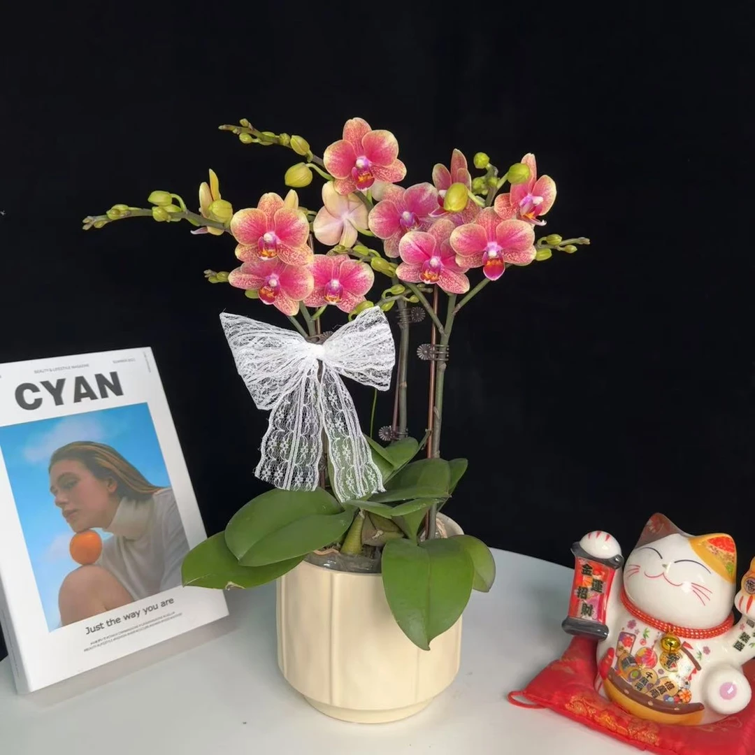 《金蝶》精品蝴蝶兰 橘色系 好养耐开 多花包花期长