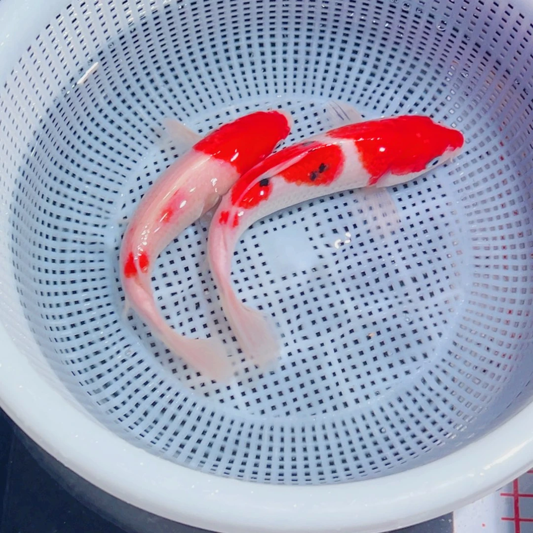 锦鲤锦鲤观赏鱼1111