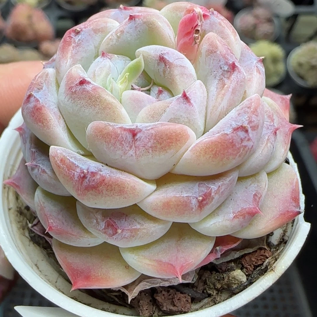 花语逸境0221-708