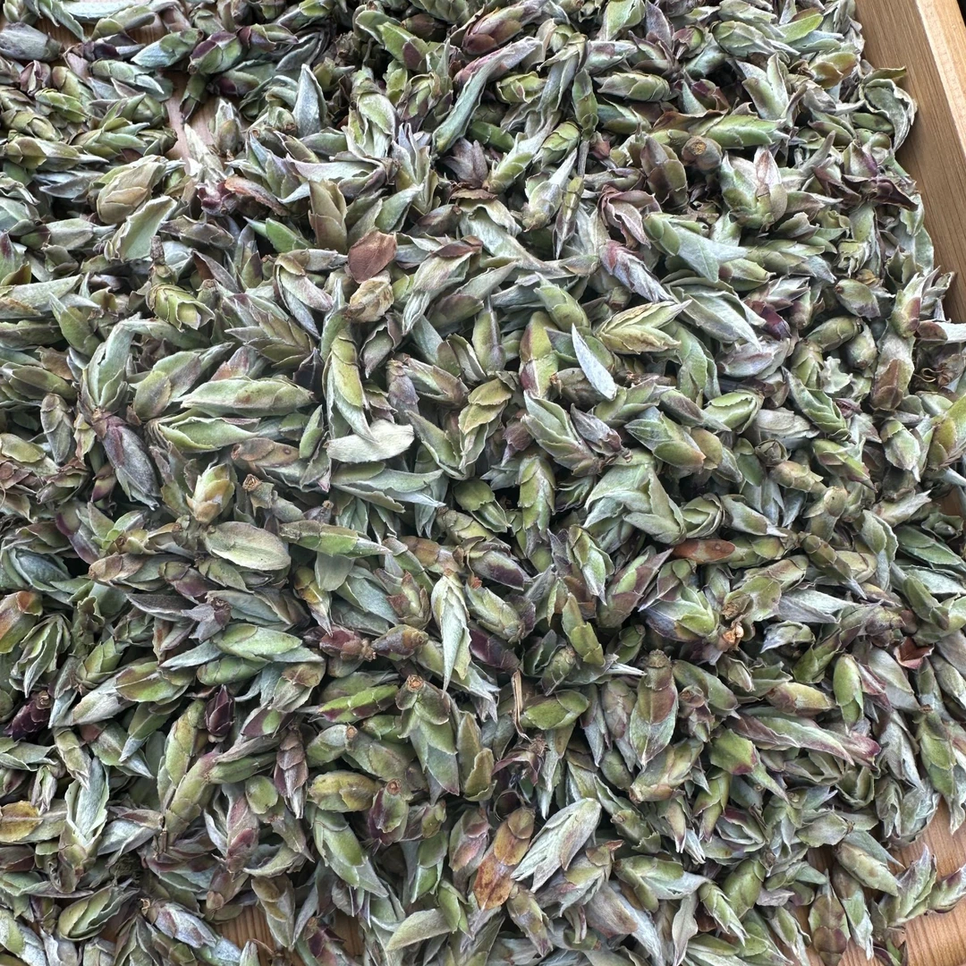 【2025年头春野生紫芽孢】花青素含量丰富【支持试喝100克】