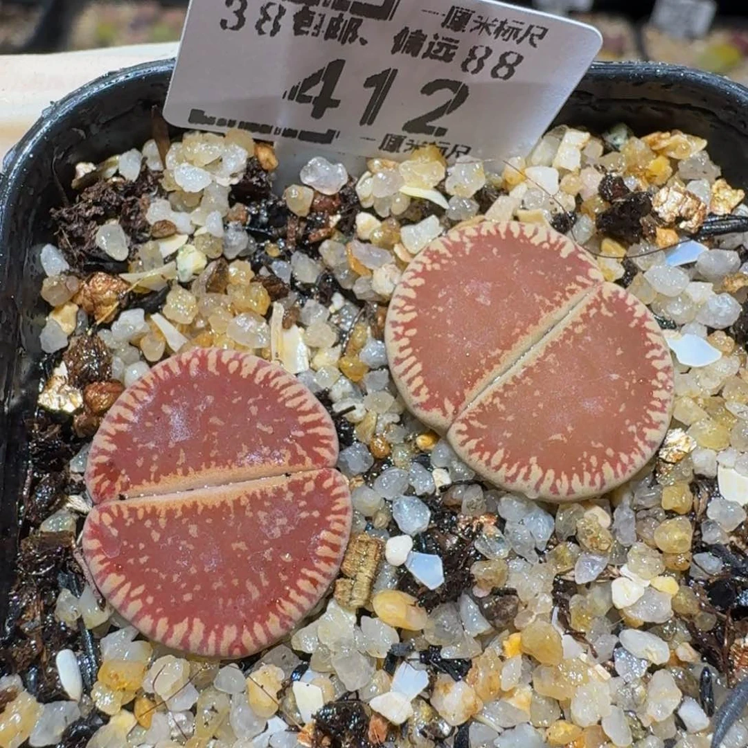 Ssss生石花肉锥412
