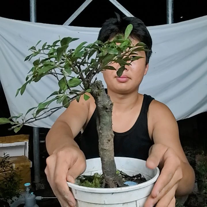 洪***二无花朵金弹子树木园艺