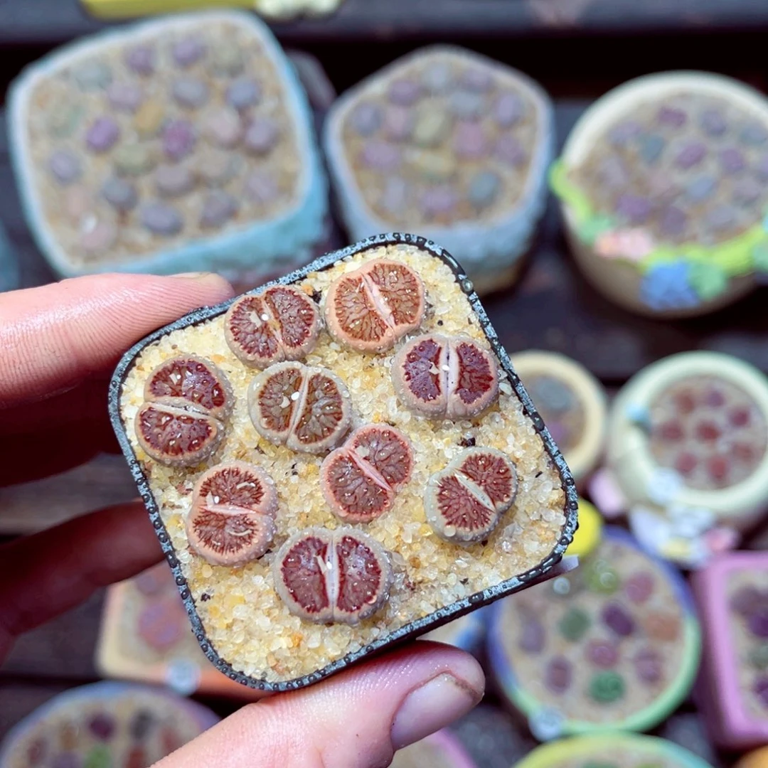 213生石花带盆发1