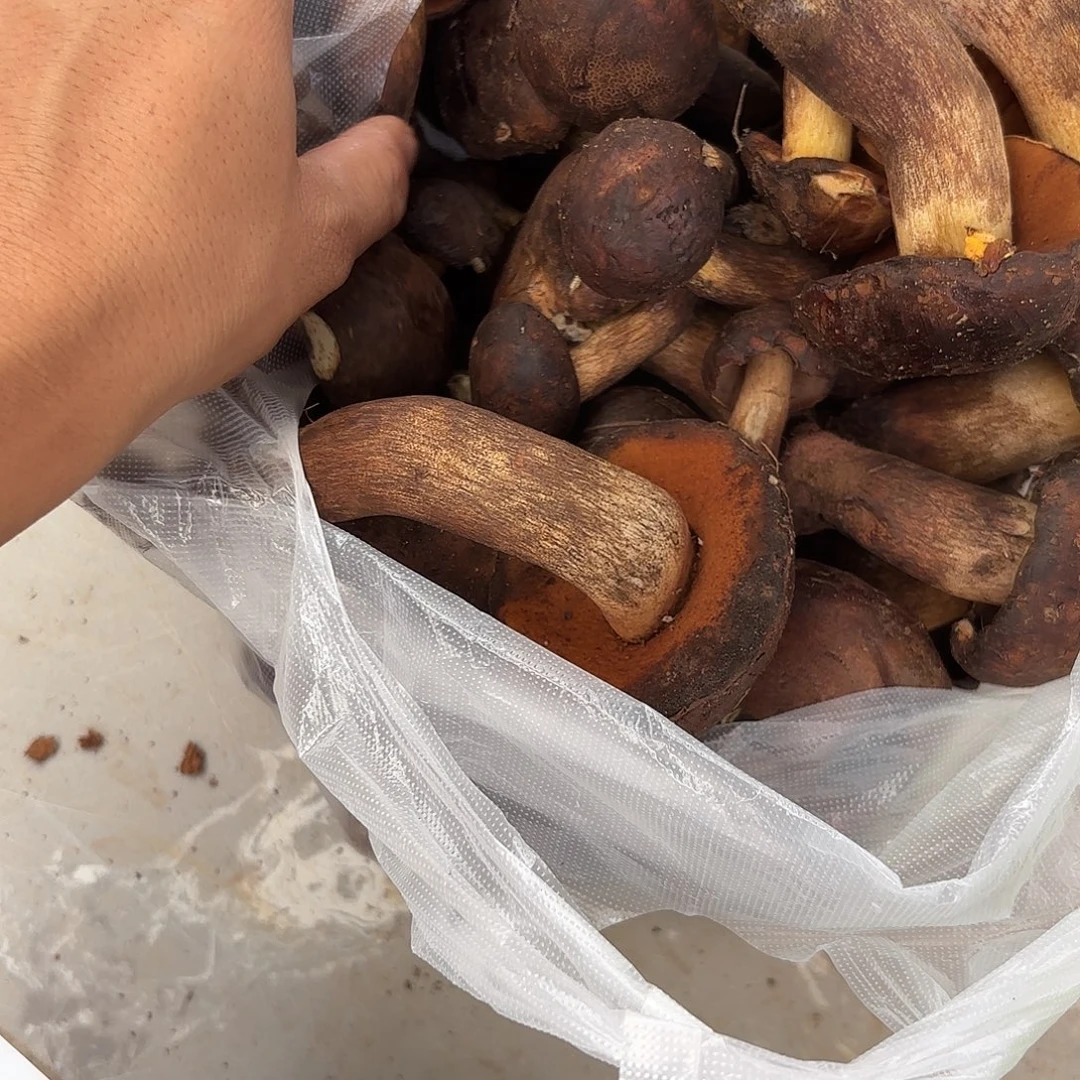 甜***儿云南南华野生菌中国大陆