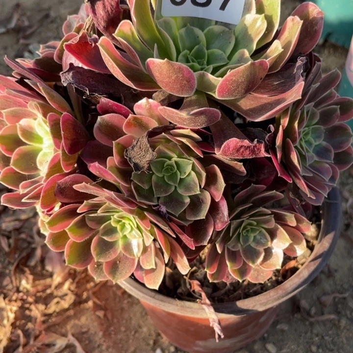 无花朵387多肉植物金丝雀