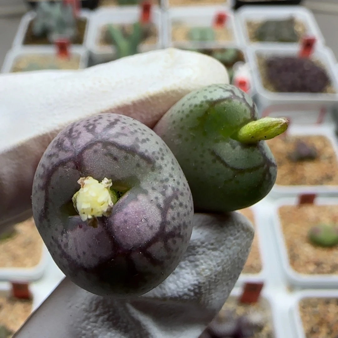 11-12-131当天满38包邮白花大紫猴原株有疤1.9cm脱土