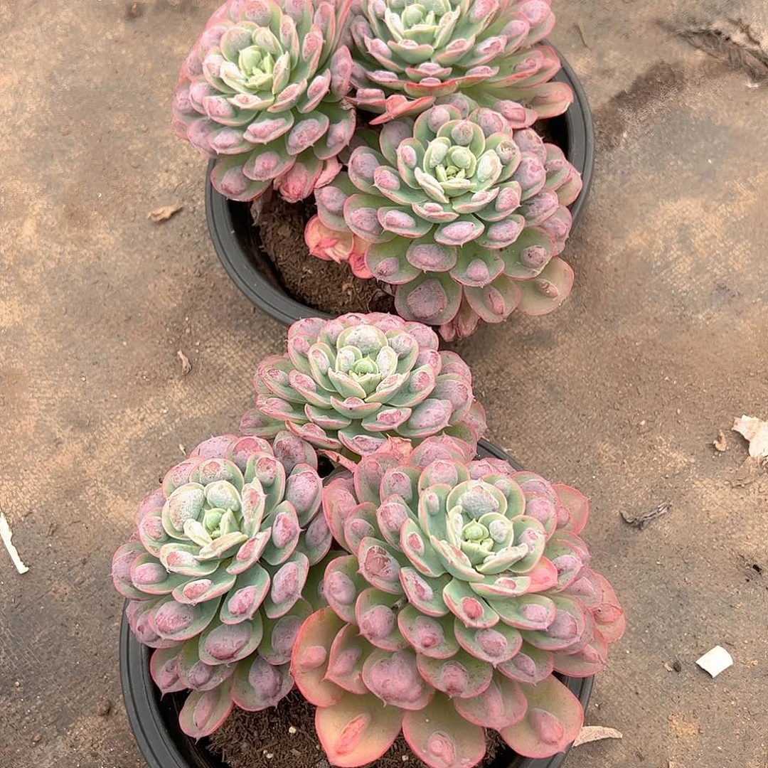 雨滴多头大盆群老桩