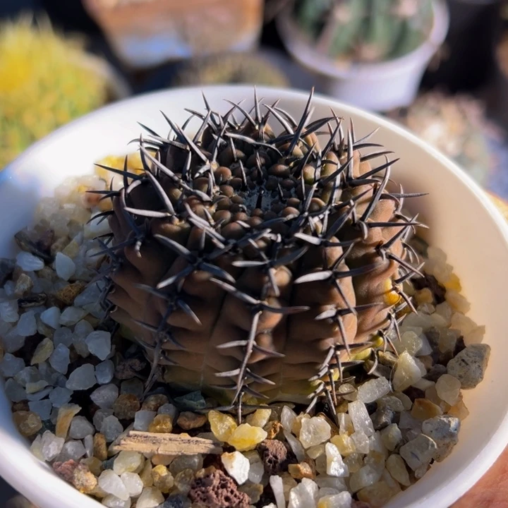 精品炭黑刺黑凤带盆