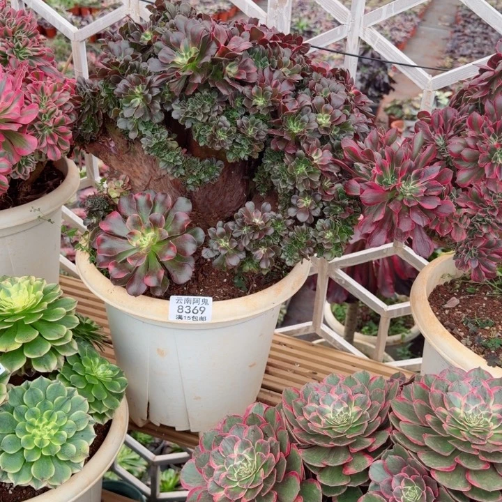 8369号香妃缀化啊啊啊