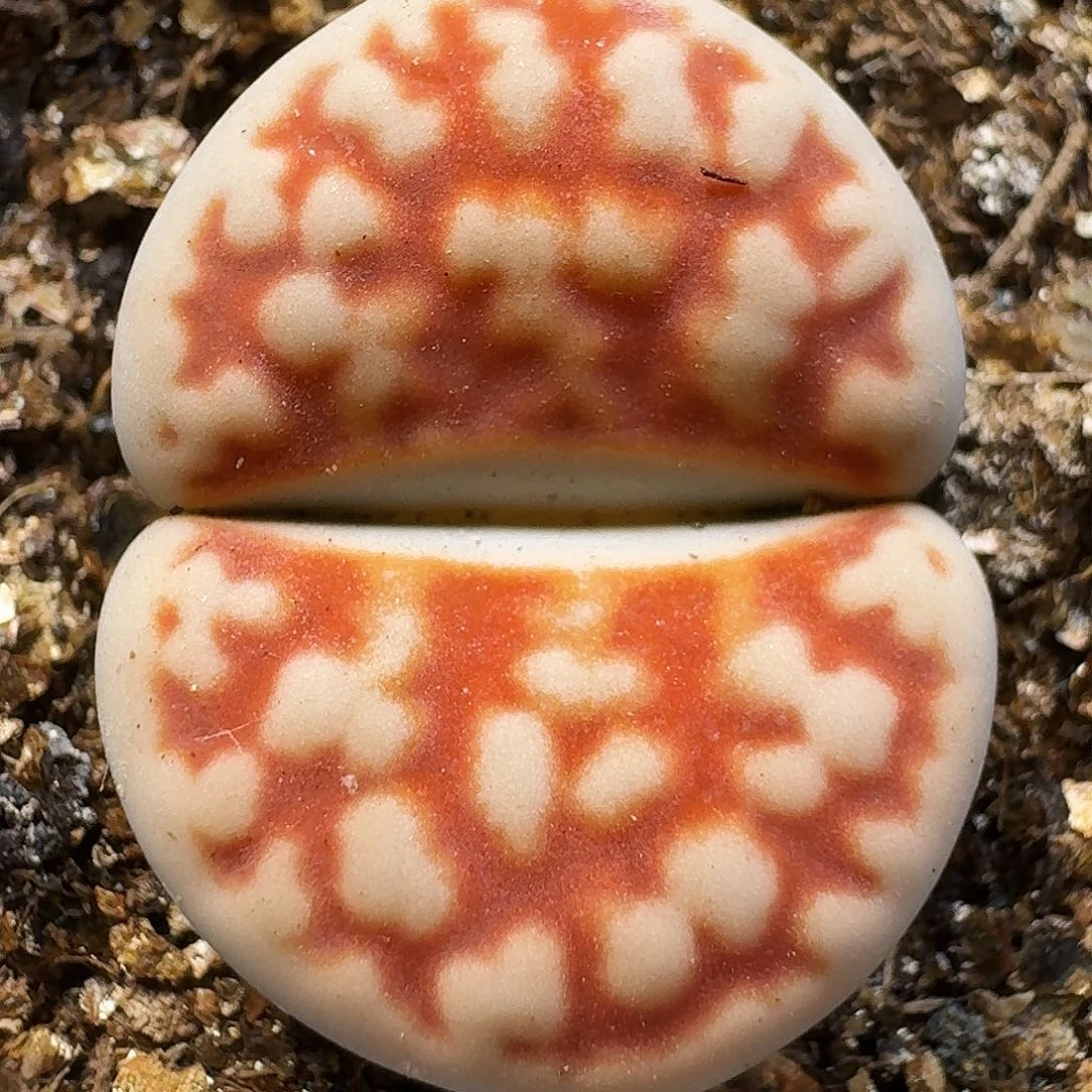 生石花111111。 295