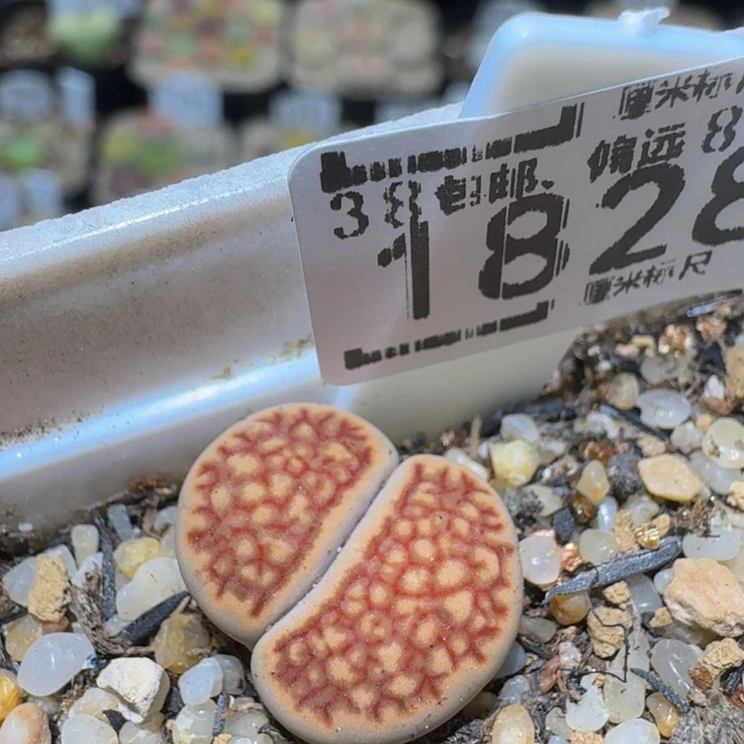 Ssss精品生石花1828