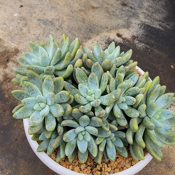 阿斯托姆哦哦哦哦哦哦哦