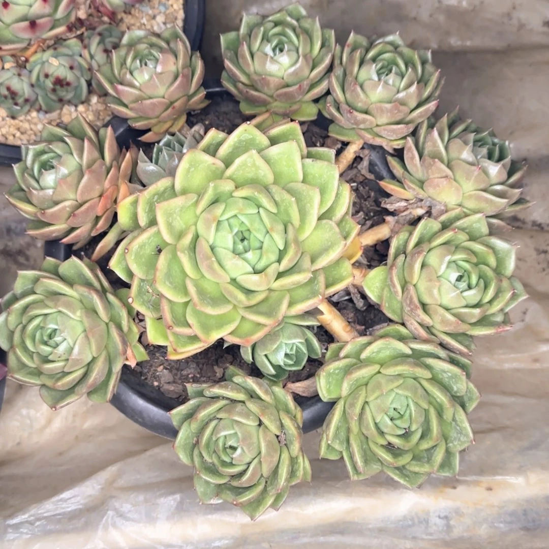 多肉植物多肉植物