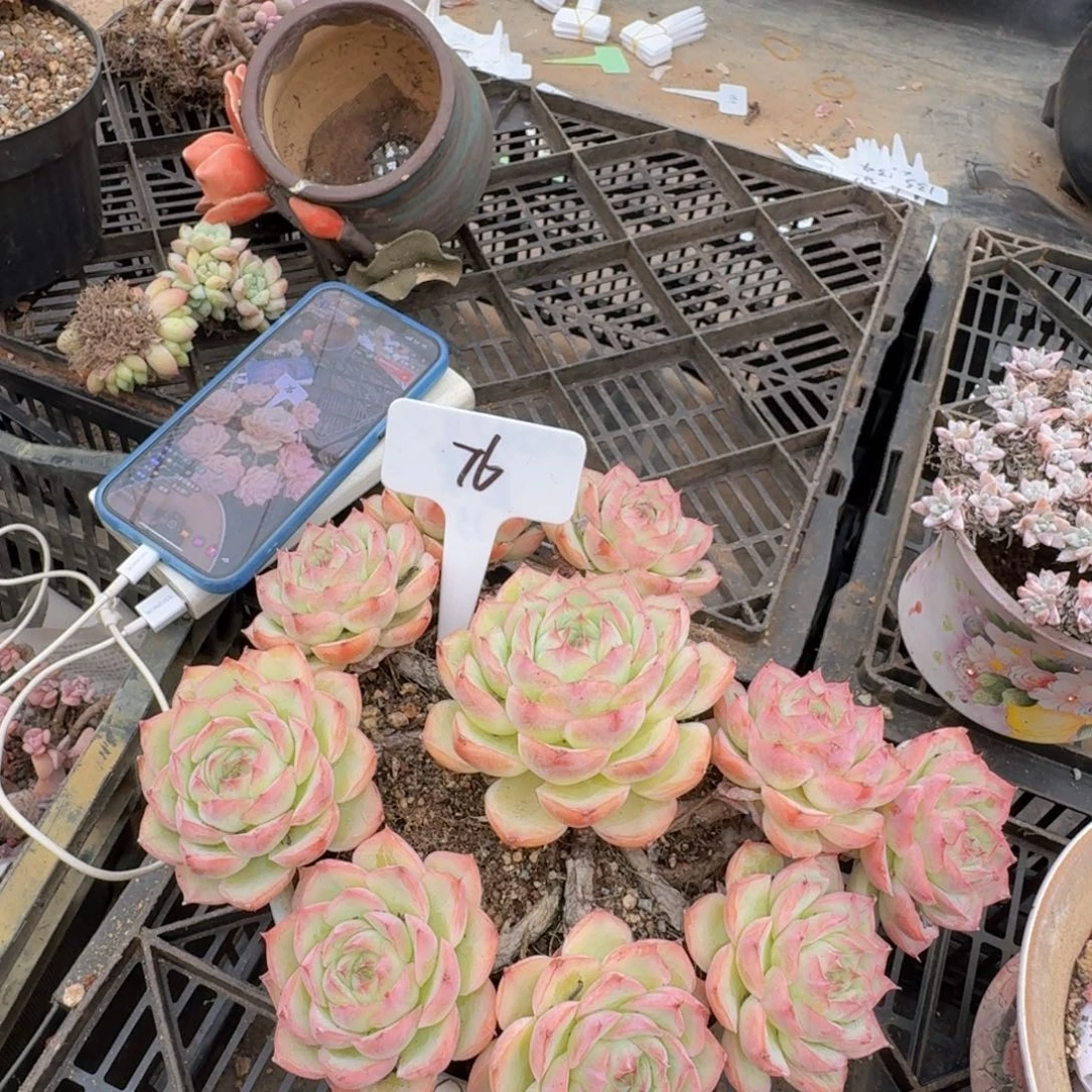 多肉植物的生长发育