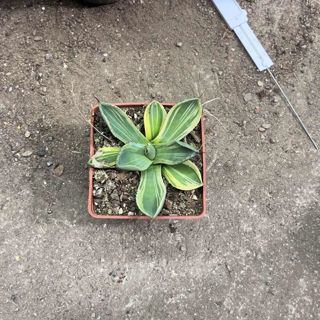 味*娃娃脸植物生长