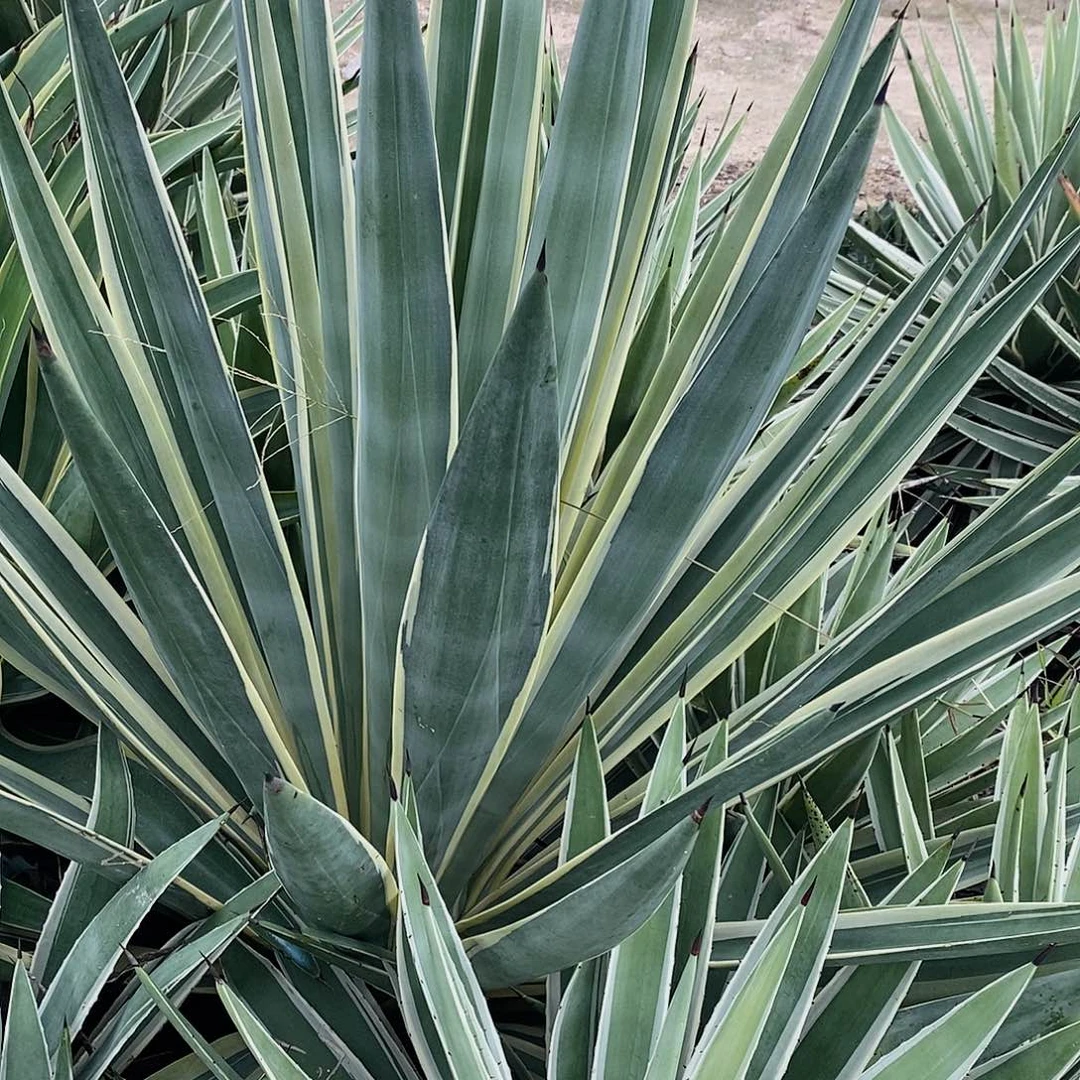沙维娜腹轮锦侧芽一颗叶高25-30公分一颗