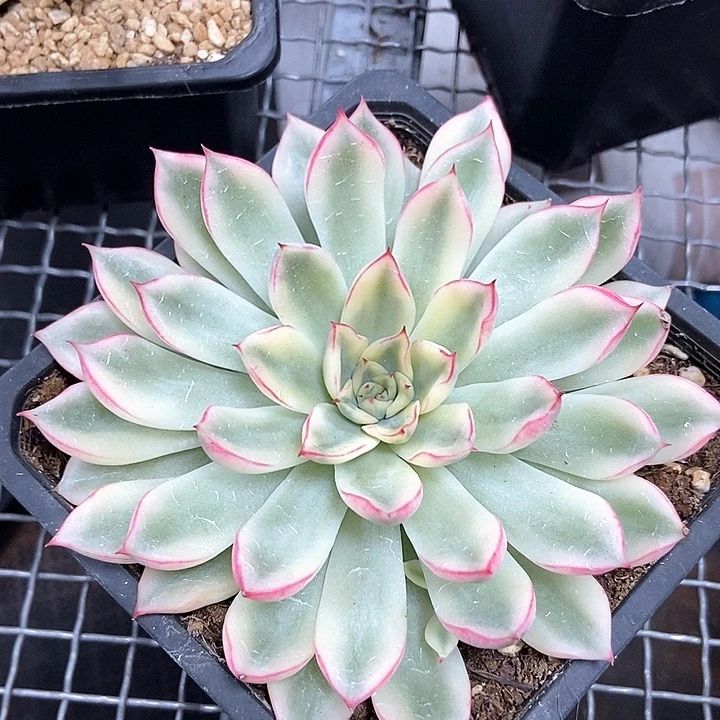 新圣骑兵锦多肉植物