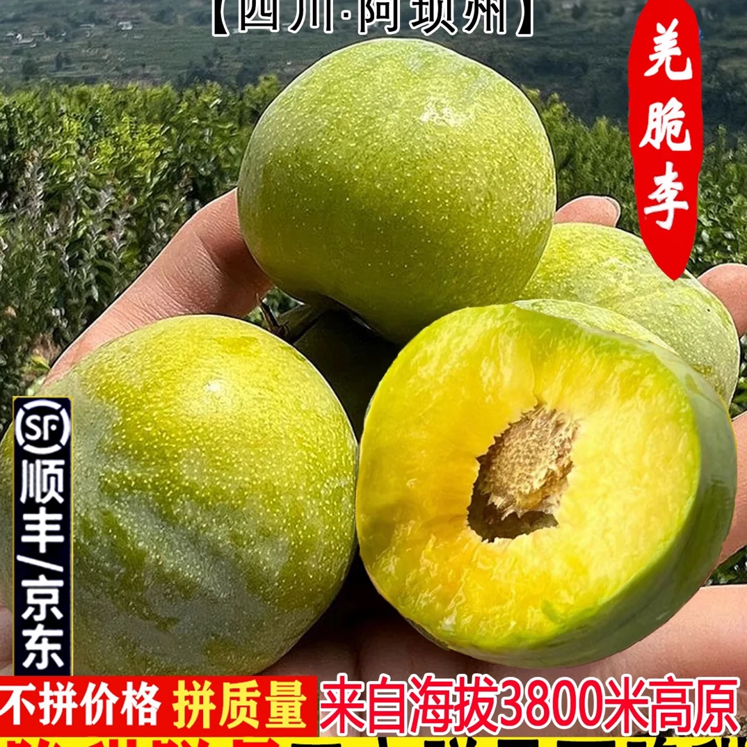 四川汶川新鲜青脆李子冰糖李四川脱骨李青皮空心蜂糖李大果