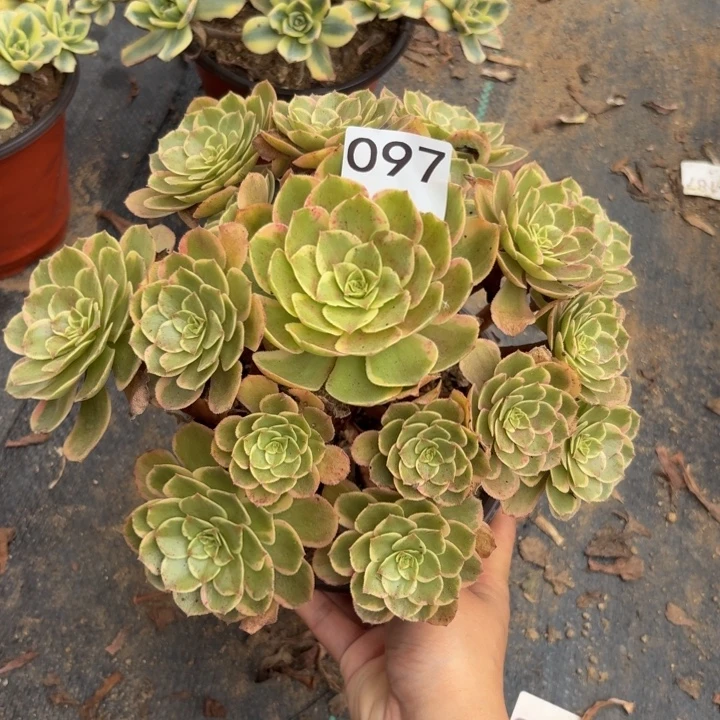 粉花夭多肉植物不包损097