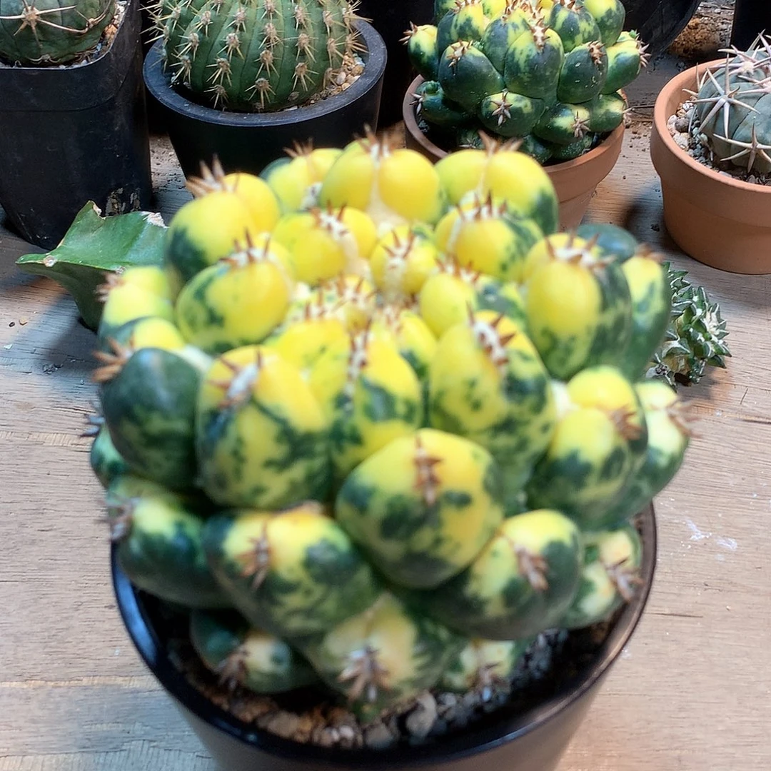 獠牙锦没根