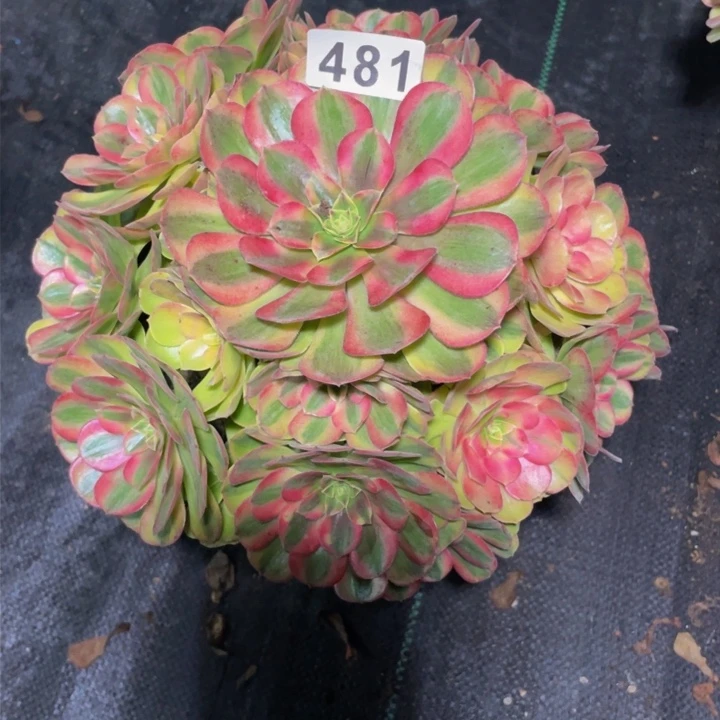 481老庄多肉法师雨荷