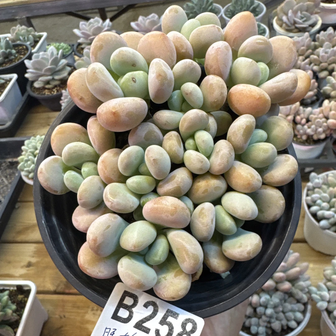 B258，旺，多肉植物，洛神