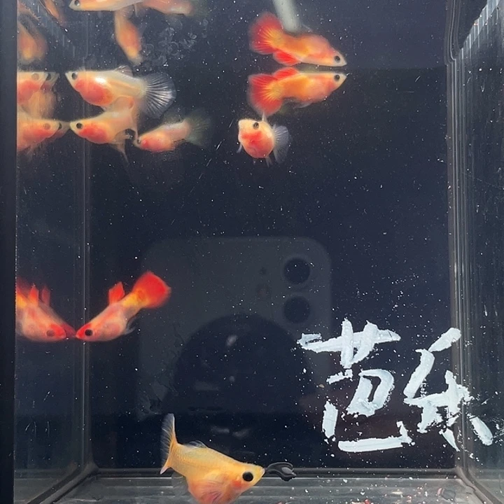 芭***.孔雀鱼球体组合共12条