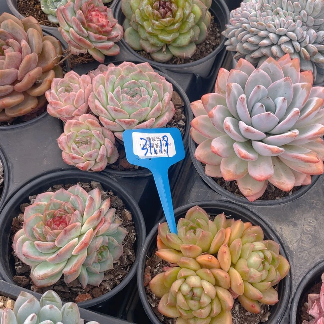 1031-19-老桩美肉组合两颗量拍