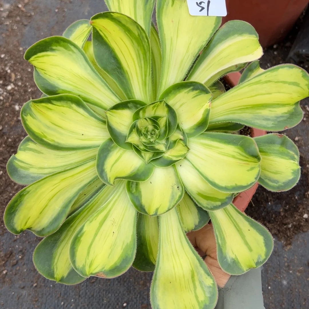 51暴君拉丝多肉植物系