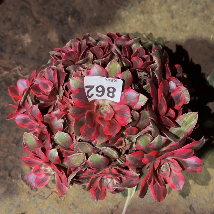 862浣纱多肉植物不售后