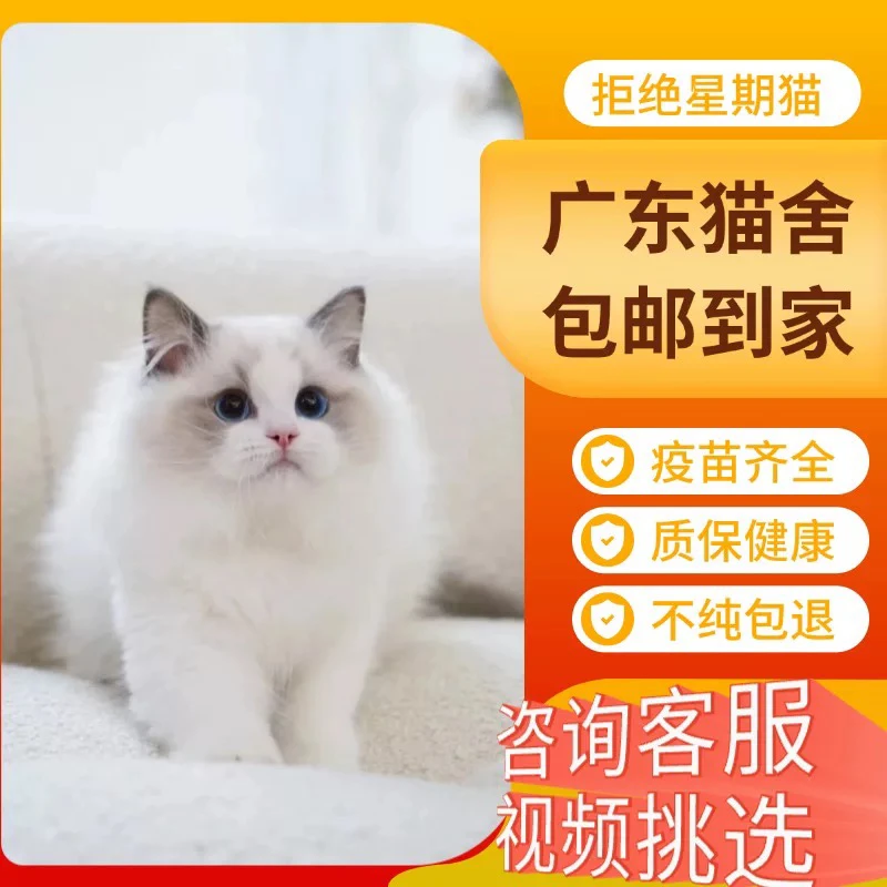 【深圳本地猫舍】纯种布偶海双蓝猫双布偶仙女猫宠物猫