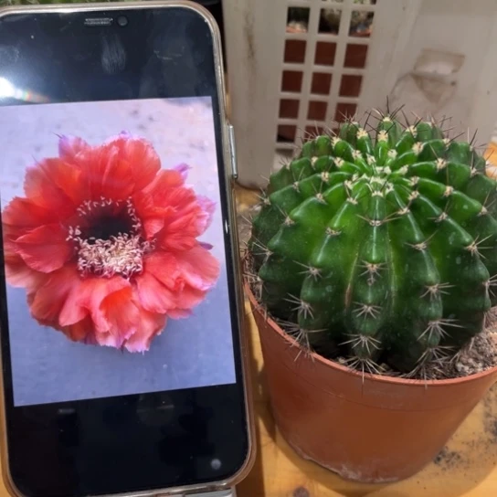 露露橙红色7公分左右