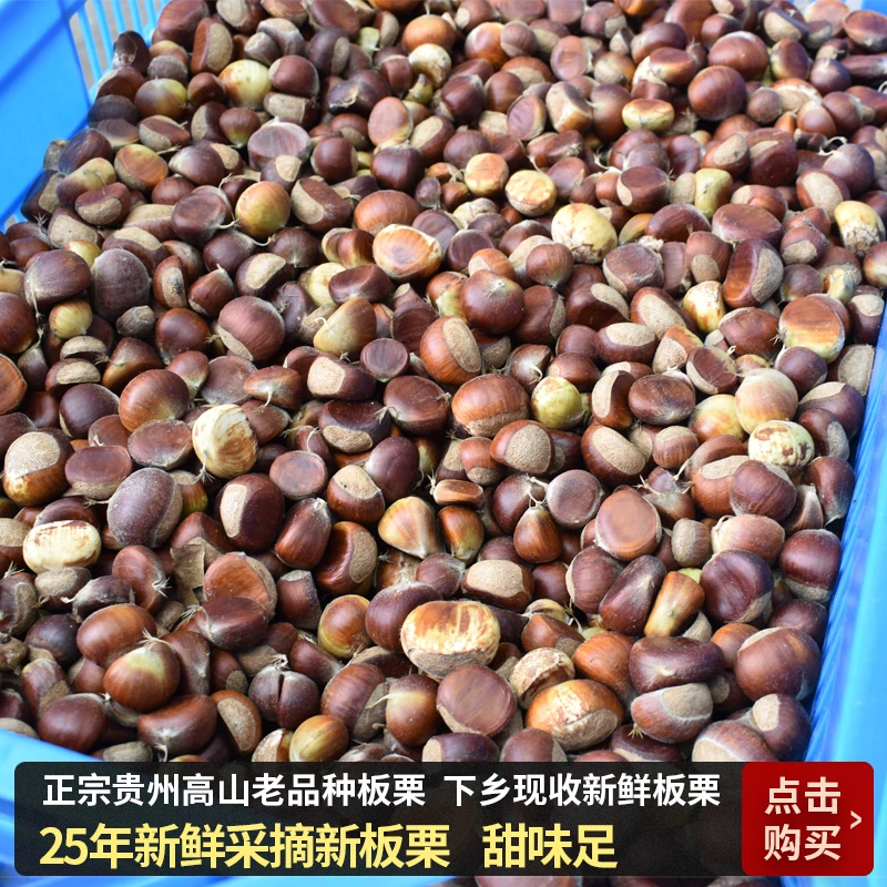新鲜嫩板栗2025年贵州新鲜板栗新鲜发货现摘现发脆甜好剥皮