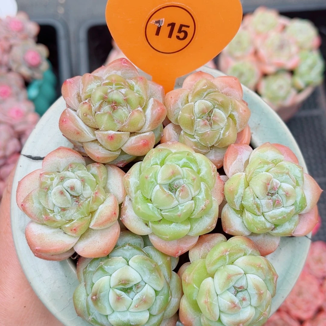 115号小老桩糖心单头7颗组合