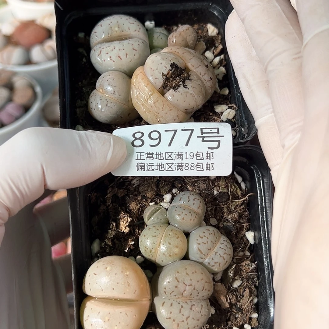 好养易活生石花大母本8977