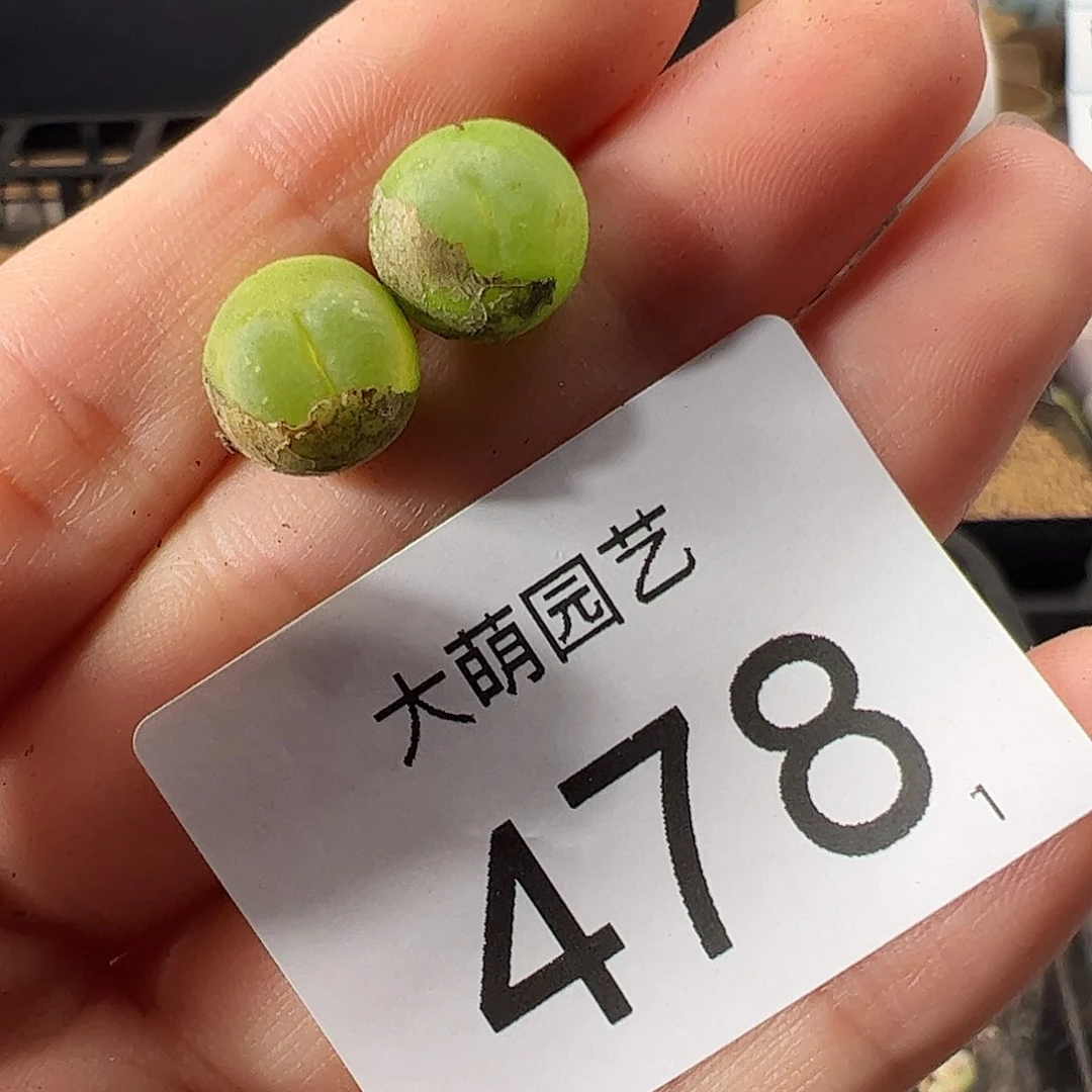 00000478 一物一拍。