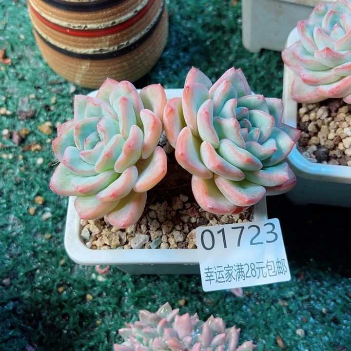 幸运的是我还没遇到你