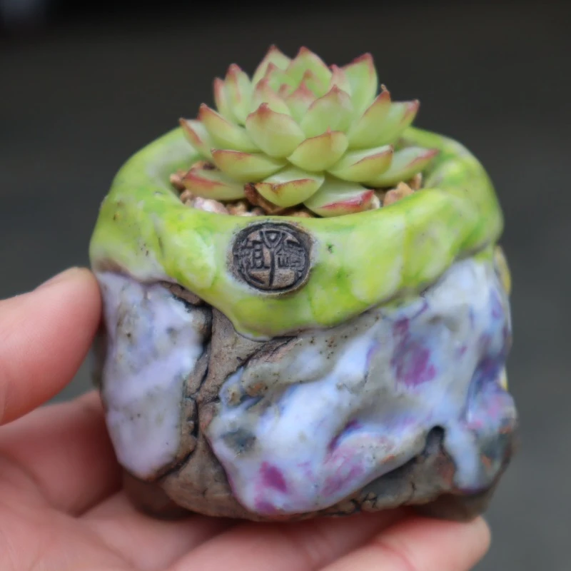 坛子姐翻边小地雷彩色贴片小老桩单头肉锥控型多肉绿植盆栽花盆