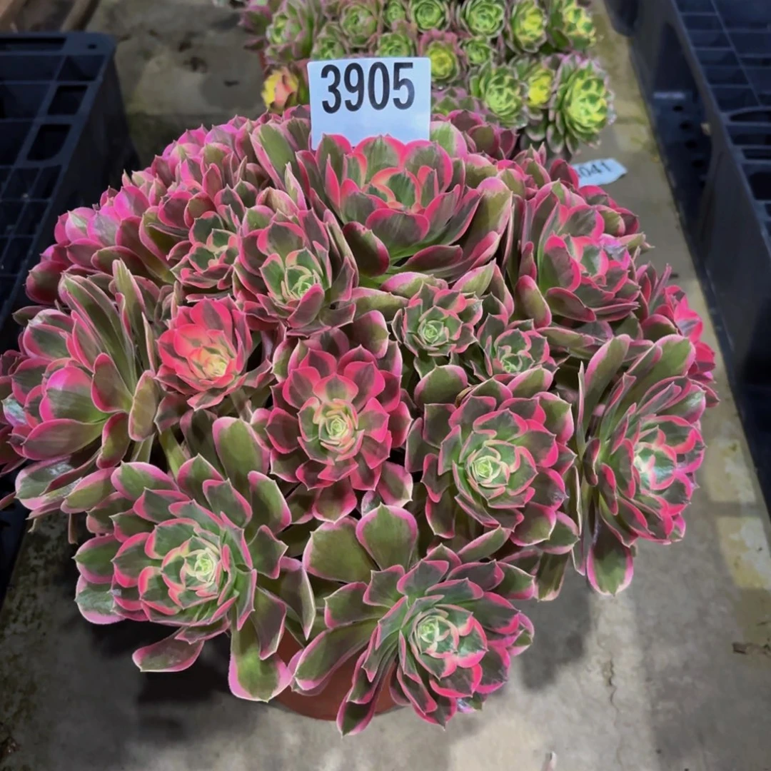 玉****无花朵3905花样年花11111111