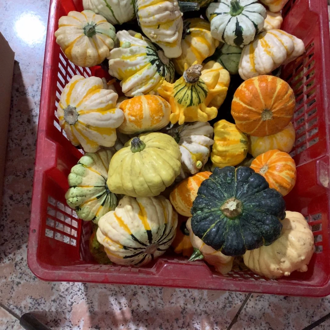 富*才墨西哥！墨西哥！墨西哥