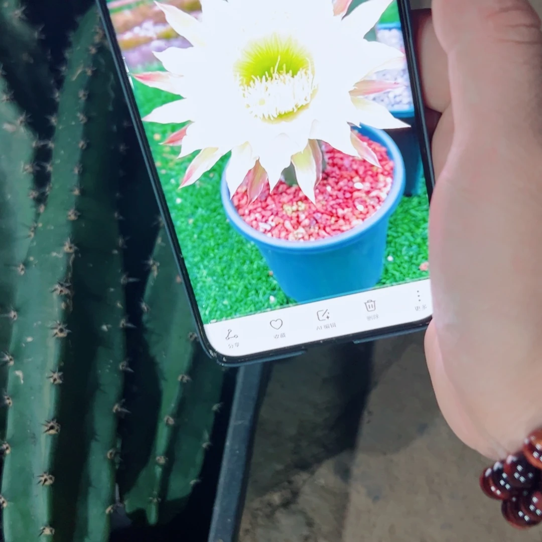 下77黑刺斑点歪歪无根侧芽25公分左右20包邮