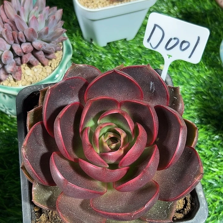D001红灯一物一拍