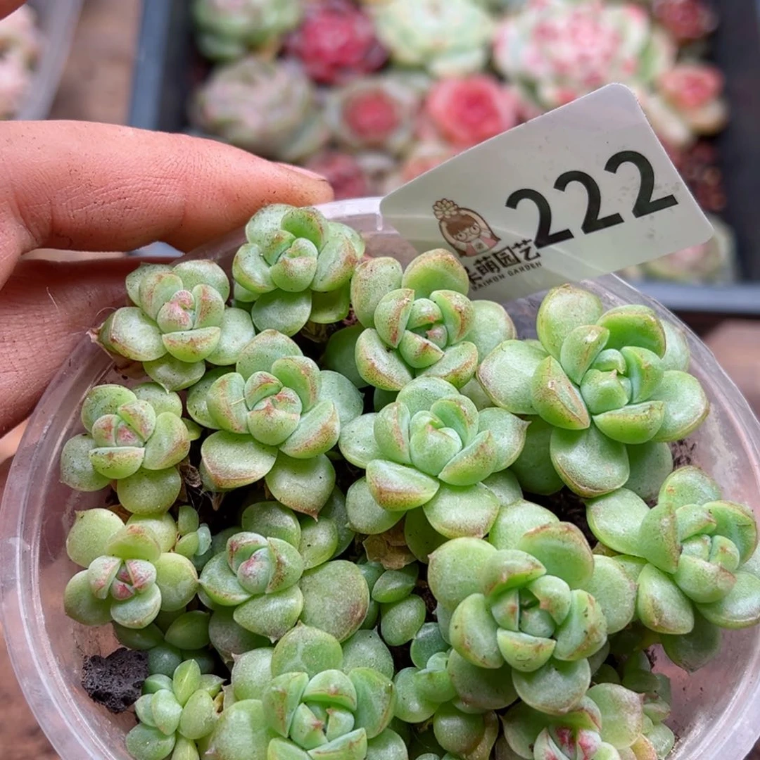 多肉植物多肉植物