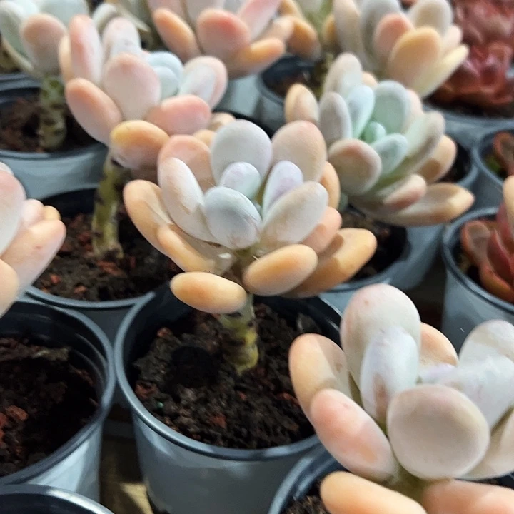 橙雪球       福利多多