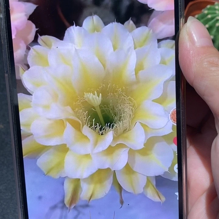 香香29号侧芽3公分左右