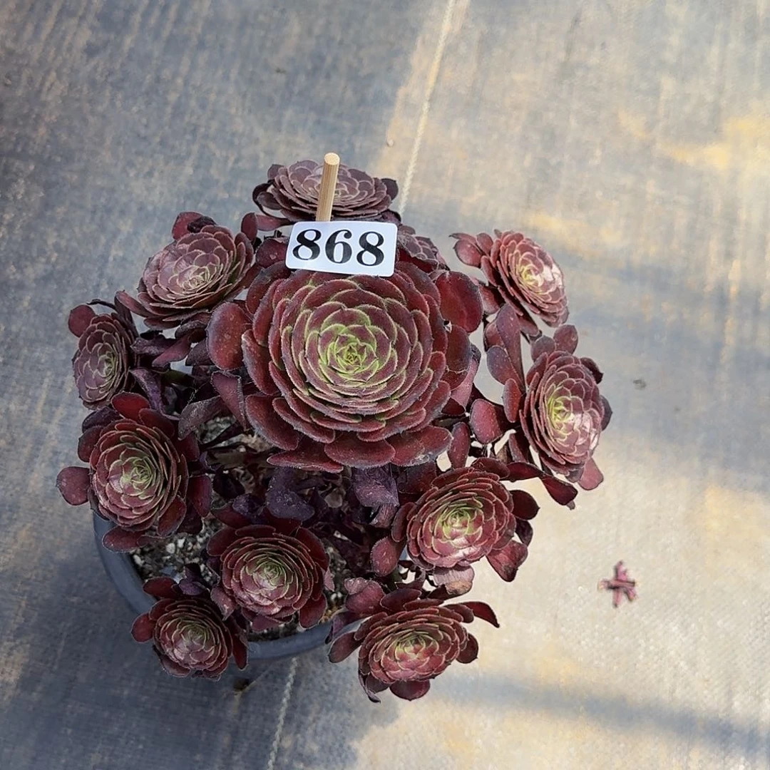 珍868黑萝莉法师锦开播福利价半木桩